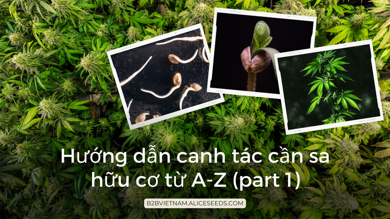 Huong-dan-canh-tac-can-sa-huu-co-tu-a-z-phan-1-b2bvietnam-alice-seeds-com
