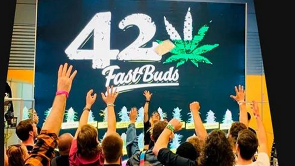 Giới thiệu về 420 Fast Buds và các giống cây tự động ra hoa