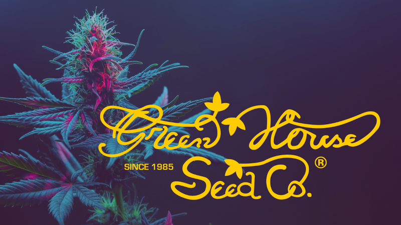 Green House Seed - Công ty dẫn đầu thế giới về nguồn gen cần sa