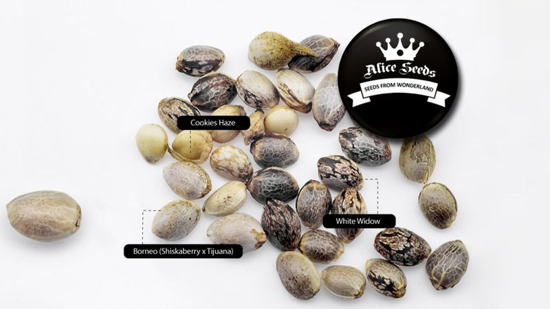 Giới thiệu về thương hiệu Alice Seeds®