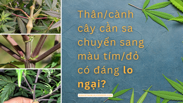 Thân/cành cây cần sa chuyển sang màu tím và đỏ có đáng lo ngại?