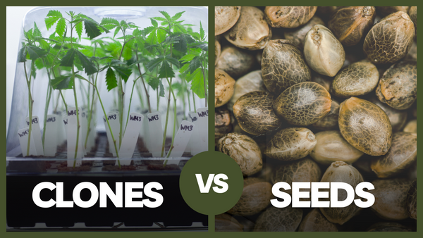 So sánh việc dùng clone vs hạt trong canh tác cần sa