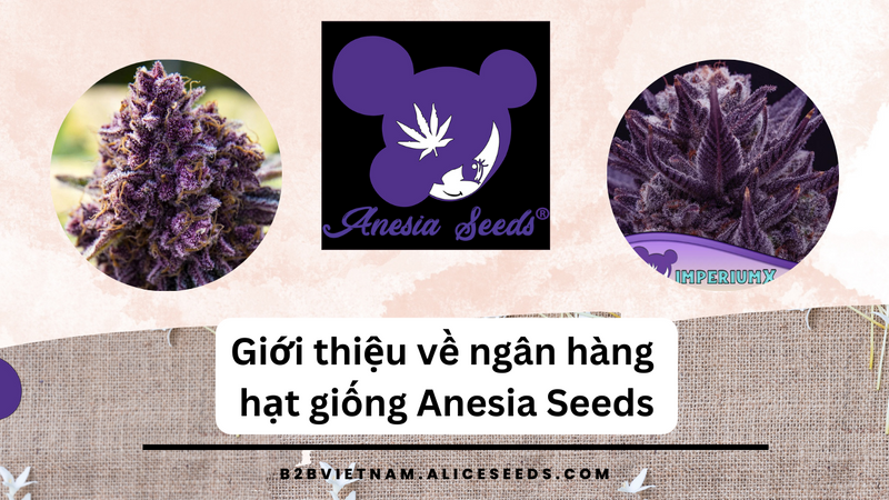 Giới thiệu về ngân hàng hạt giống Anesia Seeds - Nơi tạo ra nguồn gen có nồng độ THC cao nhất