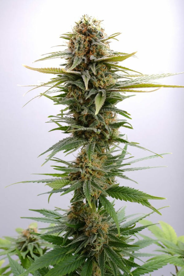 GSC - Feminized