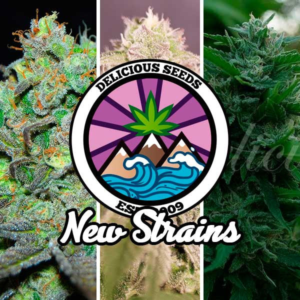 New Strains Collection - Gourmet Collection