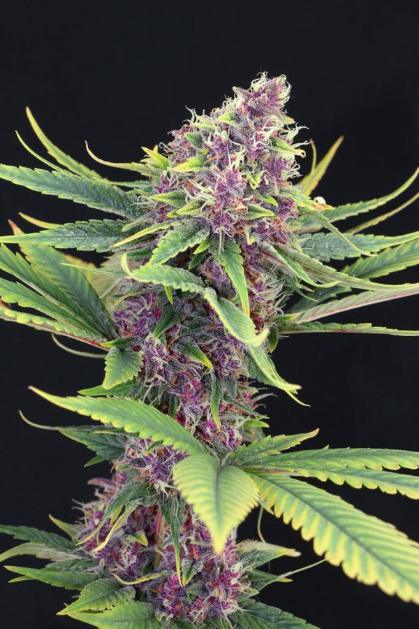 Purple Kush - Feminized