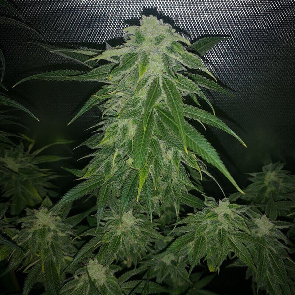 Pure CBG - Feminized