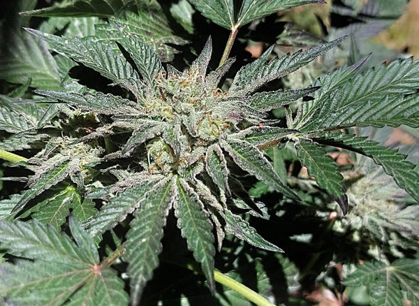 GMO Aka Garlic x White Widow - Feminized