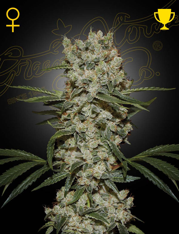 Super Silver Haze - Feminized