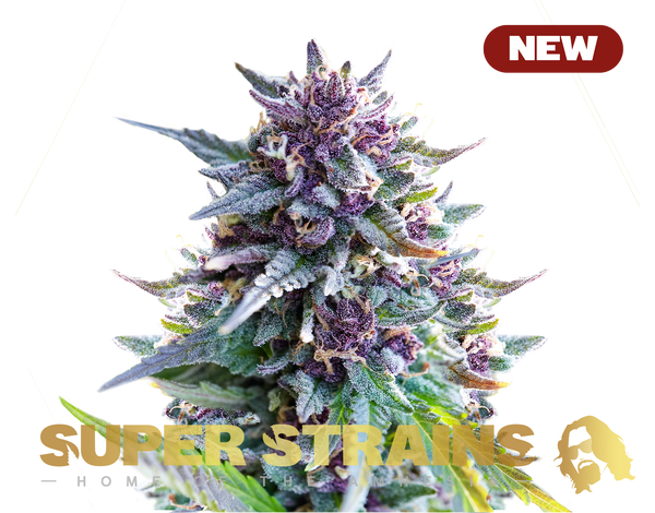 Purple Punch - Feminized