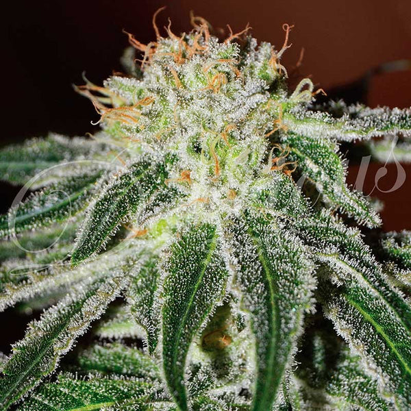 Black Russian - Feminized