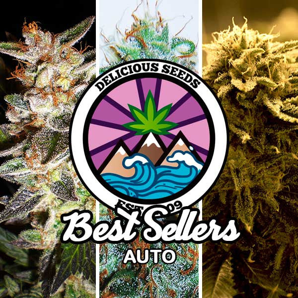 Best Sellers Auto Collection - Gourmet Collection