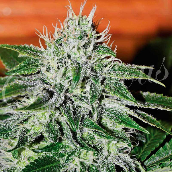 Critical Jack Herer - Feminized