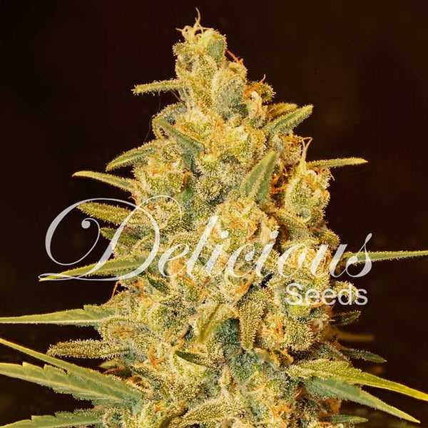 Critical Sensi Star - Feminized