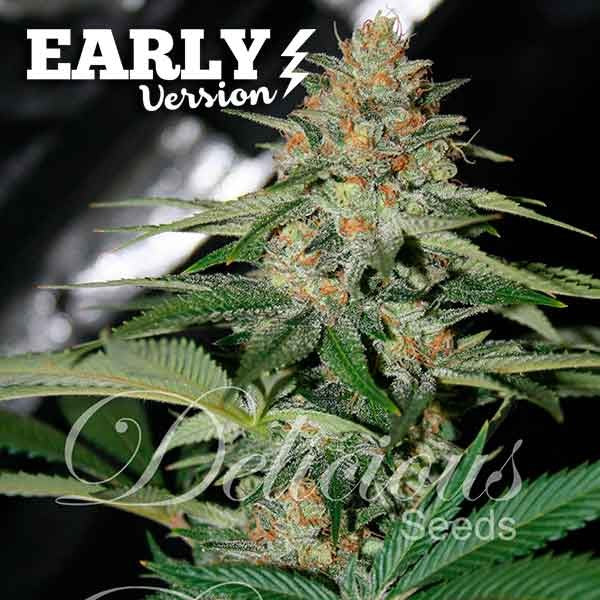 Delicious Candy Early Version - Feminized