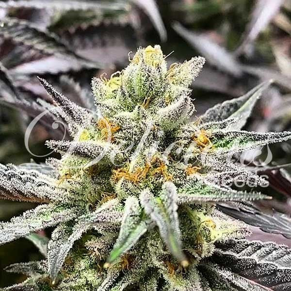 Deilicious Cookies - Feminized