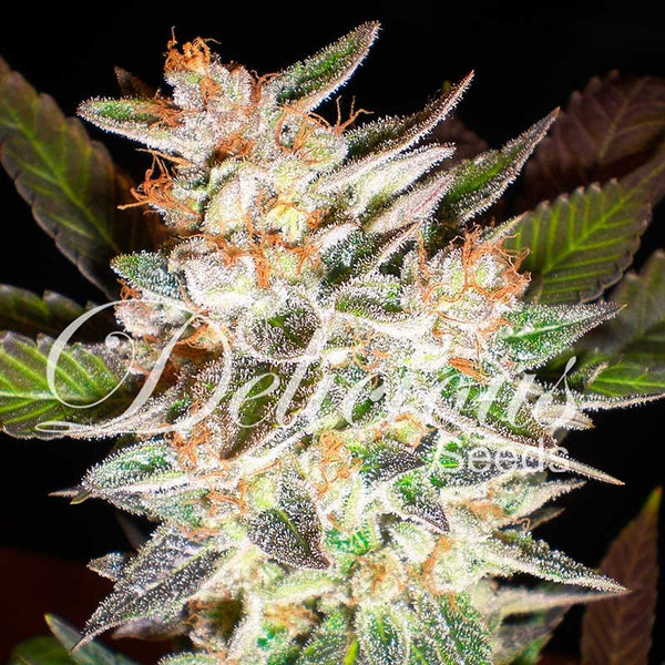 Deilicious Candy - Auto