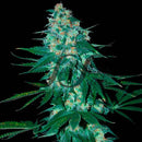 El Alquimista - Feminized