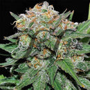 El Alquimista - Feminized