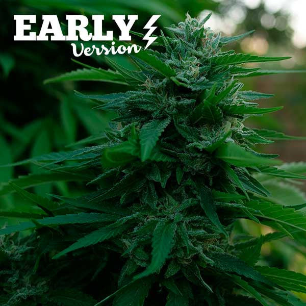 Lord Kush Early Version - Feminized