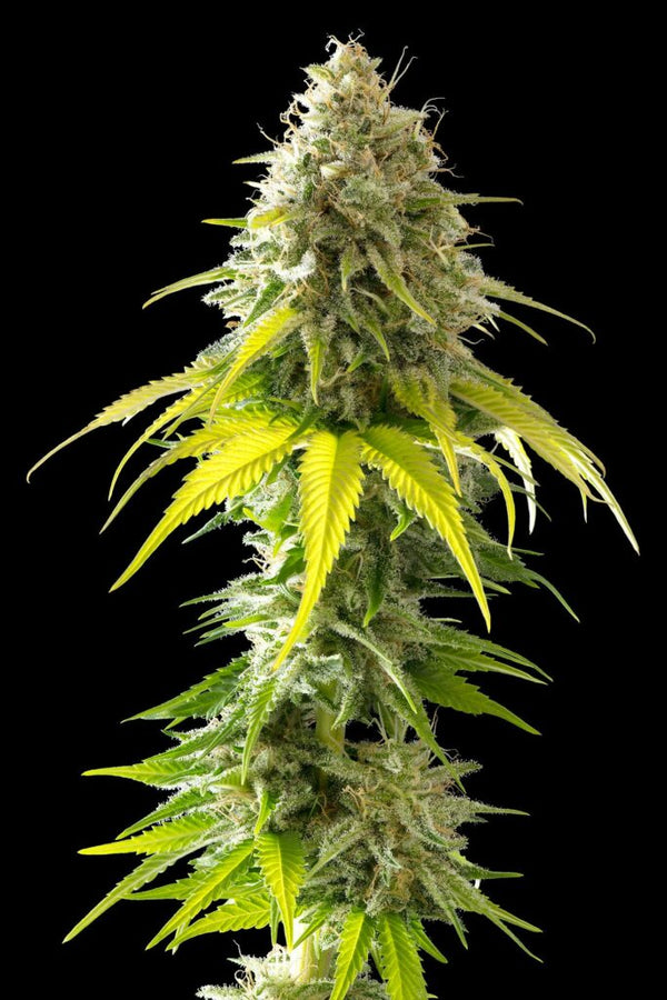 Mataro Blue - Feminized