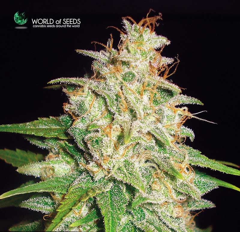 Mazar x White Rhino - Feminized