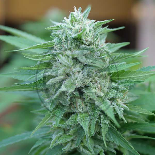 Moby Delicious - Feminized