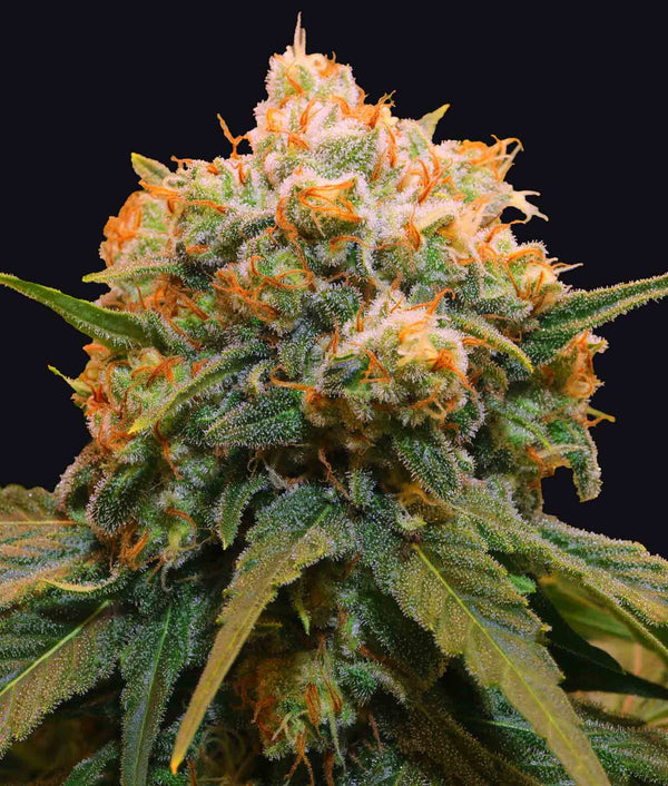 Papaya BX1 – Feminized