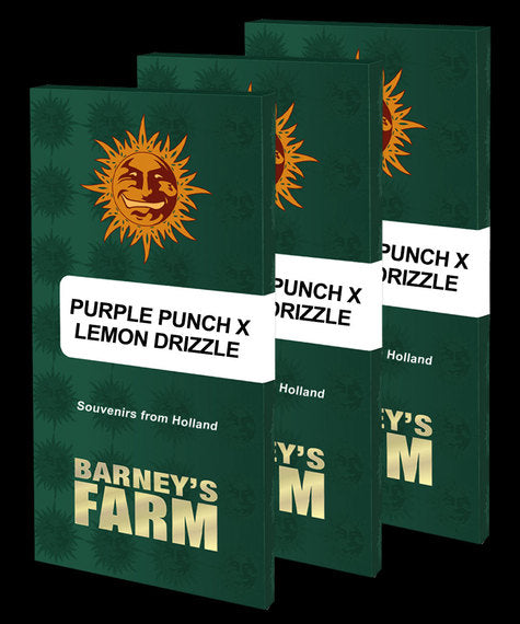 Purple Punch x Lemon Drizzle - Feminized