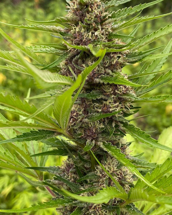 Purple Kush - Feminized