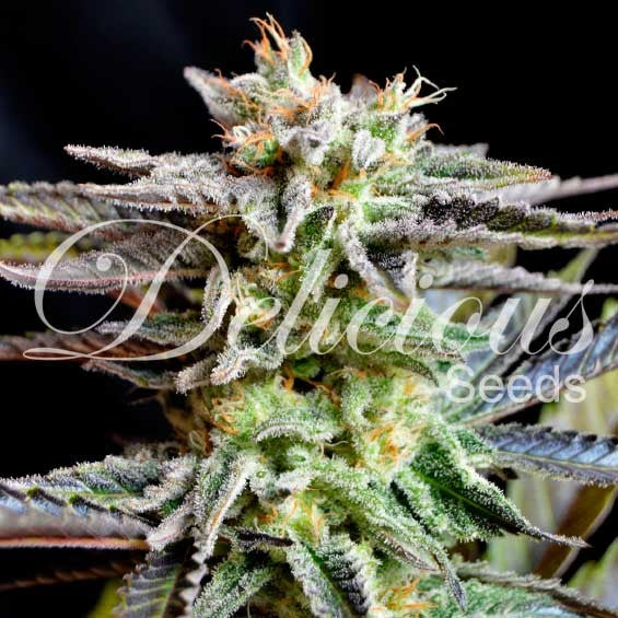 Sugar Black Rose - Feminized