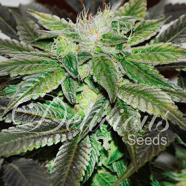 Sugar Candy - Feminized