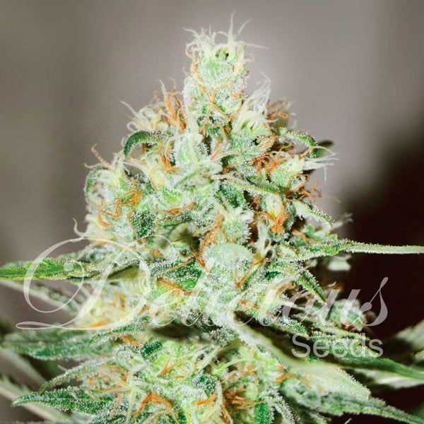 Jägg Kush - Feminized