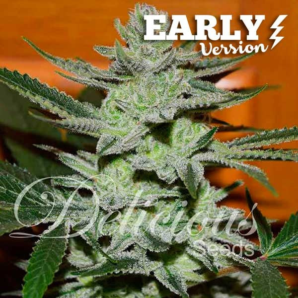 Unknown Kush Early Version - Feminized