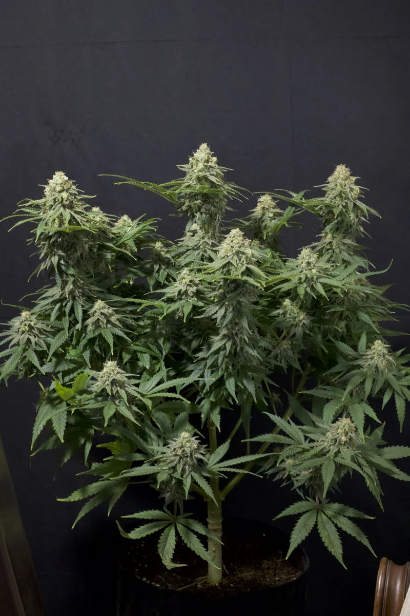 Wedding Cheesecake Fastflowering - Feminized