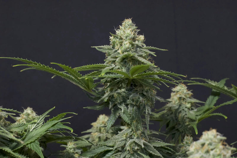 Wedding Cheesecake Fastflowering - Feminized