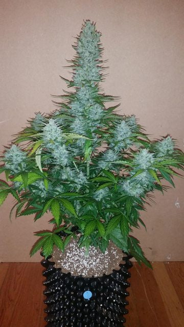 G14 - Automatic