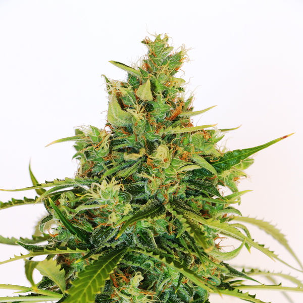 Amnesi-K Lemon - Feminized