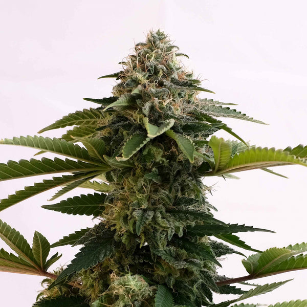 Limited Edition - Amnesia Dream XL - Auto