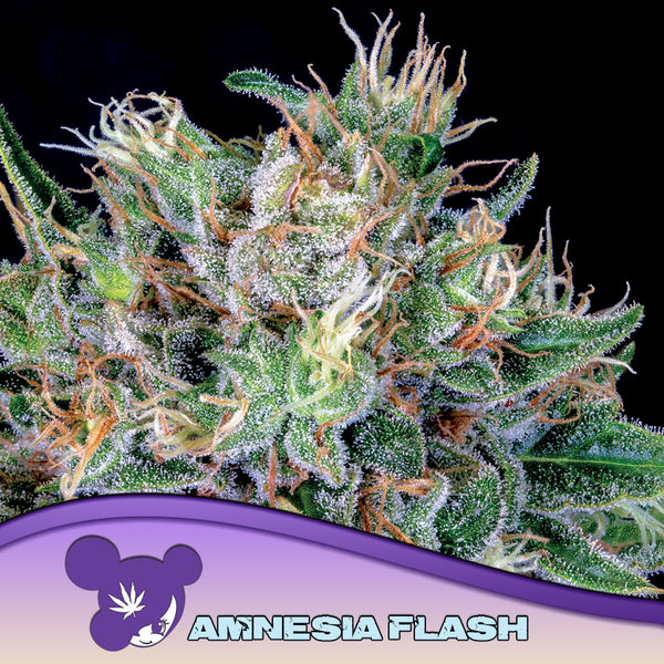 Amnesia Flash - Feminized