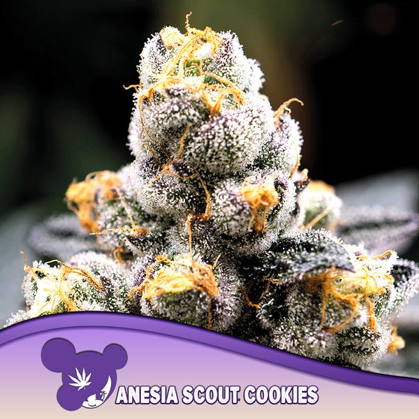 Anesia Scout Cookies - Feminized