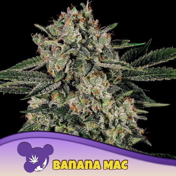 Banana MAC - Feminized