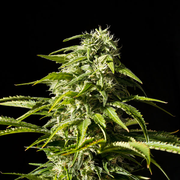 Big Bull - Feminized