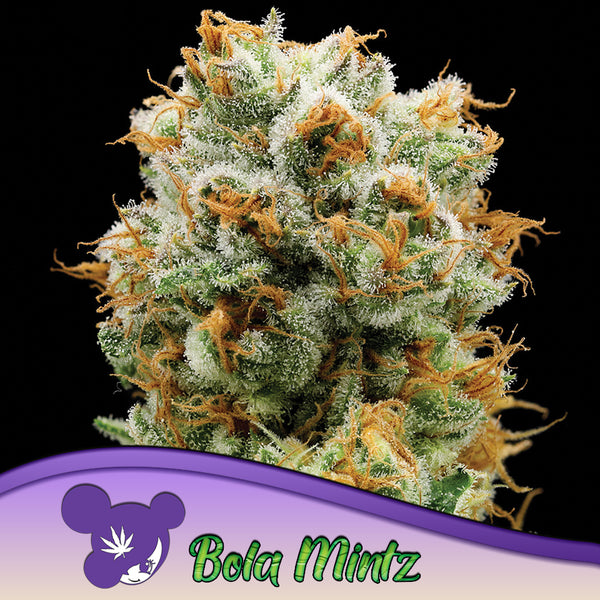 Bola Mintz - Feminized