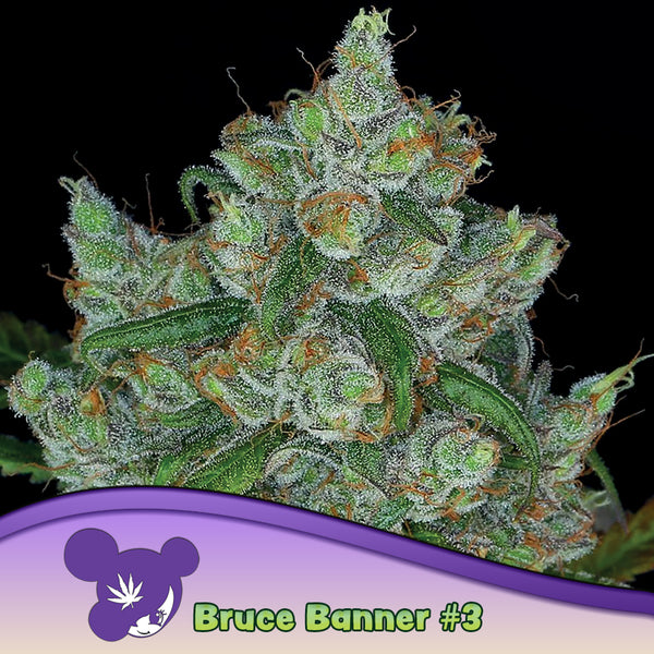 Bruce Banner #3 - Feminized