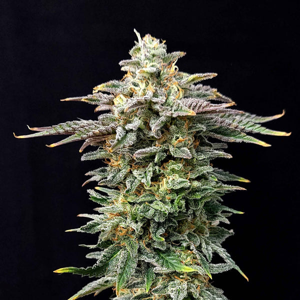 Limited Edition - Cherry Dream - Feminized