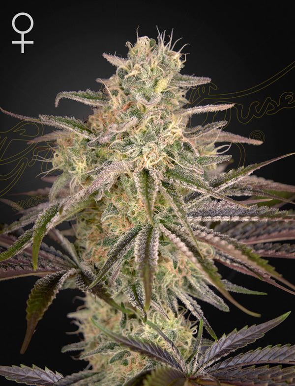 Cloud Walker - Feminized