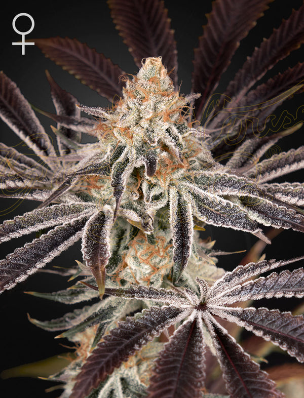 Dark Phoenix - Feminized