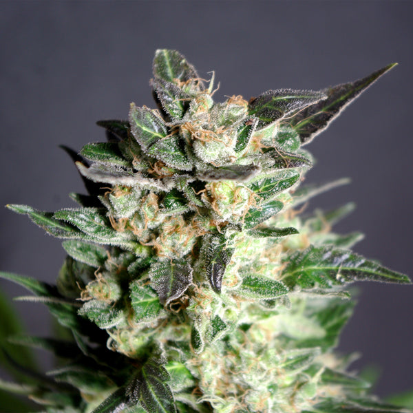 Diesel Glue - Feminized