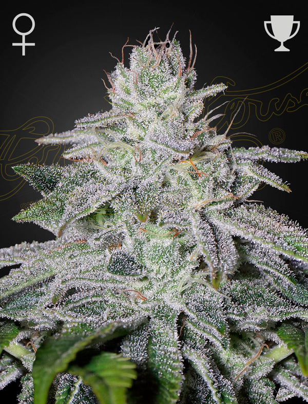 Franco's Lemon Cheese - Feminized